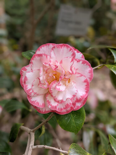 Camellia Margaret Davis